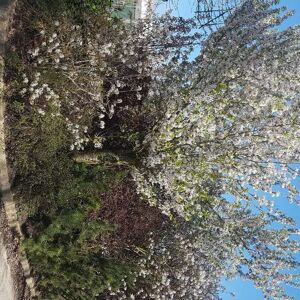 Prunus 'Snow Goose' 20-25 SM